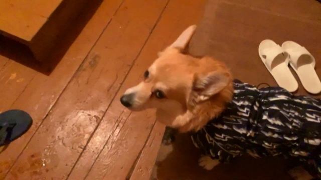 ПТИЦА ЗАСТРЯЛА В ОКНЕ! спасаем ее ?? Везем Таффи к врачу? Что с его глазом? откосы на окна | VLOG