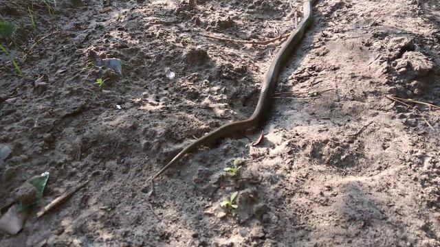 Віпера - гадюка степова