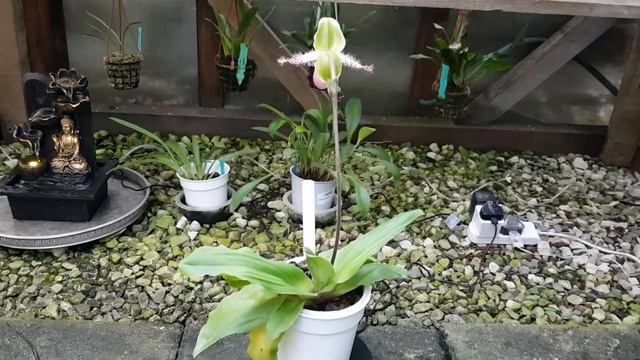 #Paphiopedilum Pinocchio Re Bloomer👍