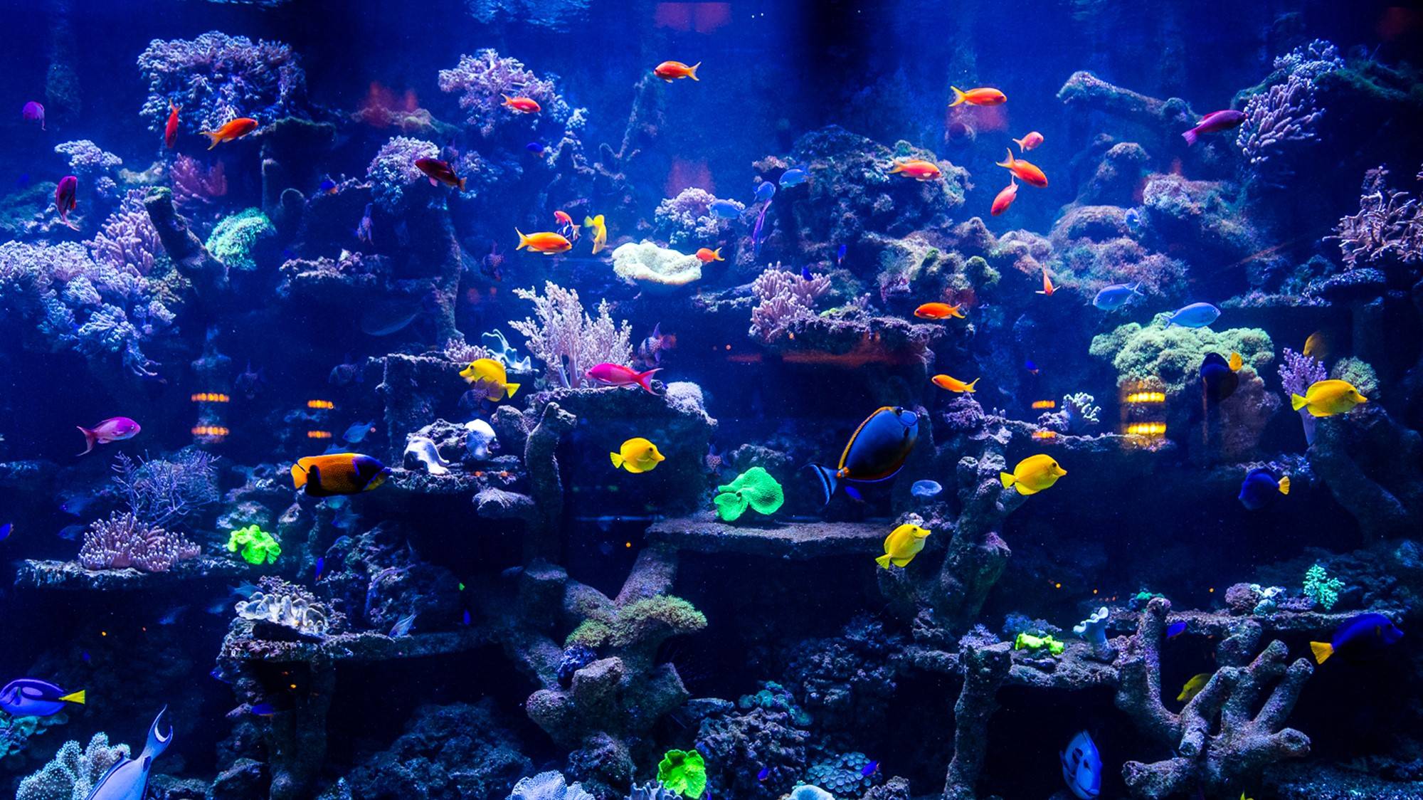 лучший расслабляющий аквариум в 4K UHD 🐠 Anti-Stress Music, Relax And Meditation.