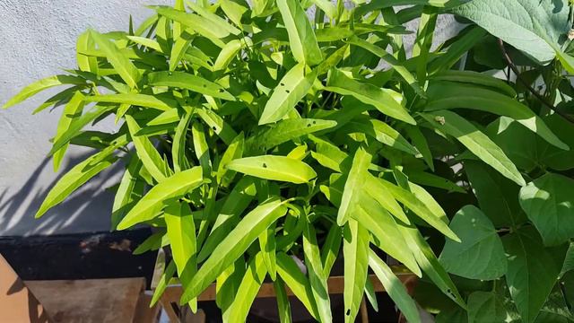 3 ENDLESS LEAFY GREENS TO GROW IN SMALL SPACE #gardening #planting #smallgarden #gardenideas #garde