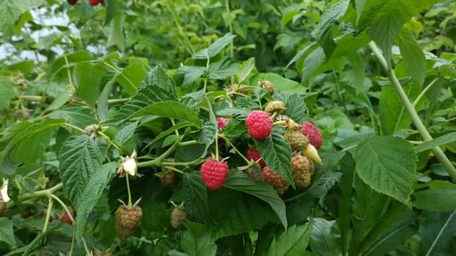 Ежевично-малиновый рай