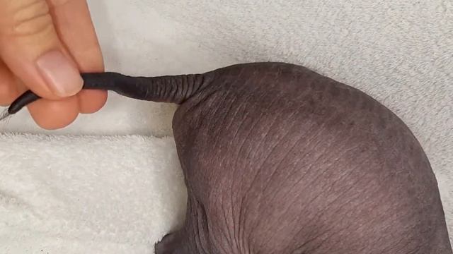 Маленькие ксолики 🥰