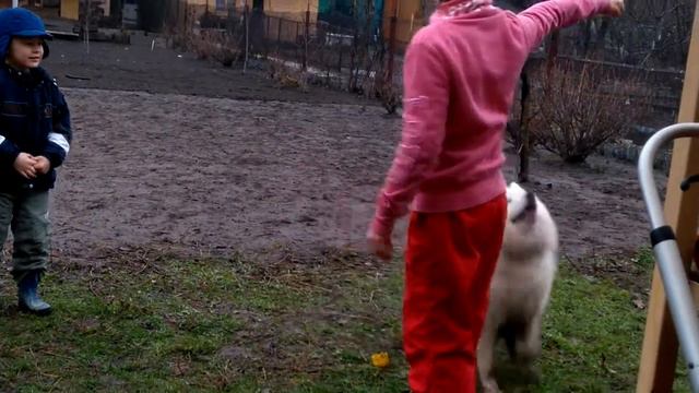 тренировки с Самоедом