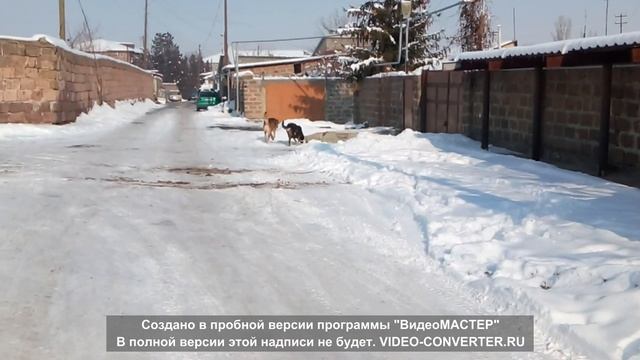 Армянский волкодав гампр, Armyanski Gampr Volkodav