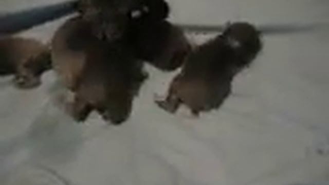 Карликовые лисы питомника Долина Кросава