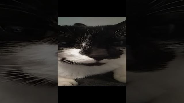 Кошка чего то хочет ..