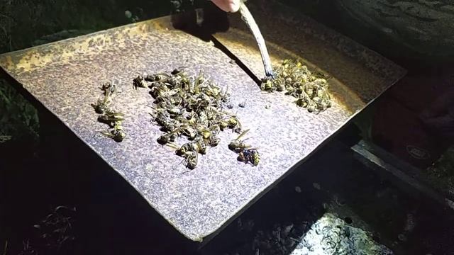 Шершни на даче. Часть третья. Не все были выловлены!!!