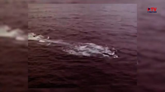 Современники. Наше время. Контр-адмирал Николай Ермаков