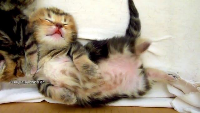 Fb18039c0d33e163caefc071646a0397