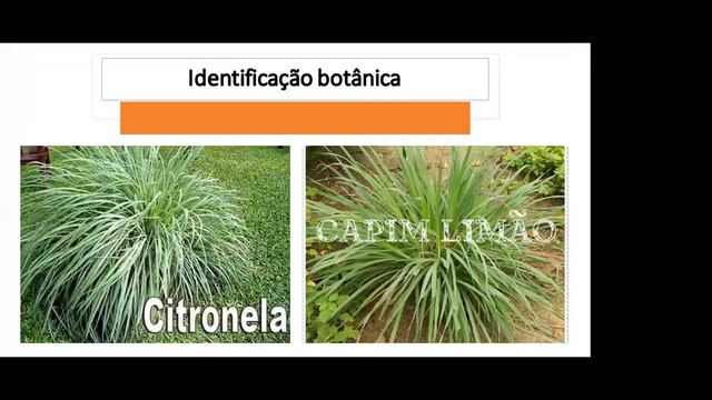 Aula Plantas Medicinais E Seu Uso Na Odontologia