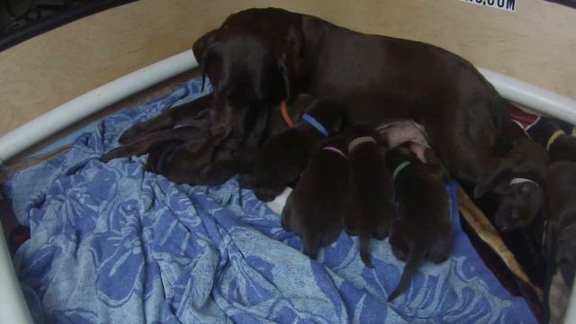 AKC Chocolate Labrador Puppies Day 17 Bonus Video