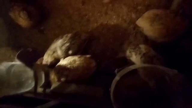 ПЕРЕПЕЛА. Убытки от дешового корма. Корм перепелам.