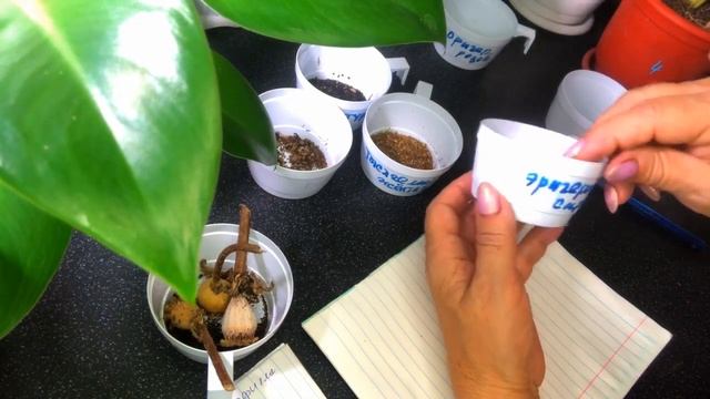 Собрала семена #семенамноголетников#семенаоднлетнихцветов#