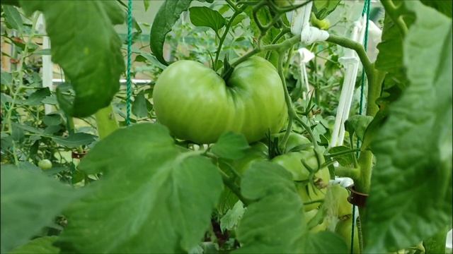 Старый сорт томата Mortgage Lifter (Снимающий ипотеку, Выплачивающий ипотеку).?