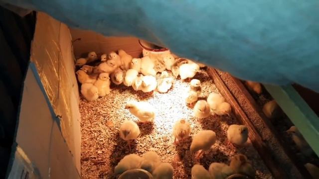 92ee32e0ff800ca33f710c4d933dd168