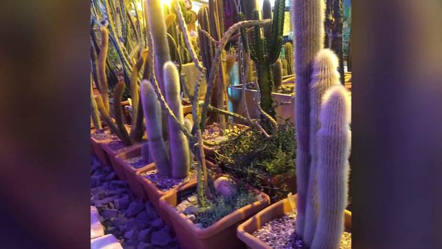 Аптекарский огород, зелёный рай в центре Москвы.