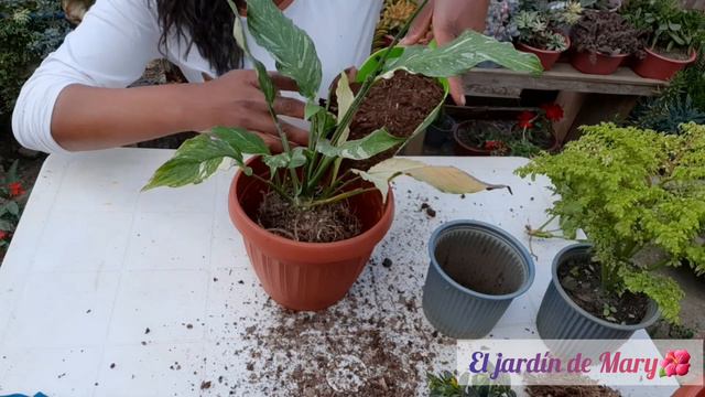 Trasplantemos Plantas De Interior Y Más #16🥰🪴