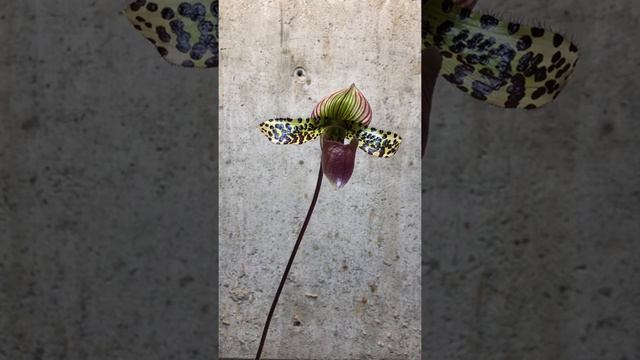 #GVOS2020 - Lady Slipper (Paphiopedlium Supersuk ‘Eureka’ AMAOS X Paph. Raisin Pie ‘Hsinying)