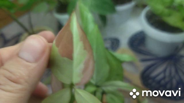 81569615323b66b8878d0dec9339fe56