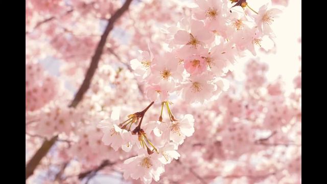 Vivaldi - Four Seasons: Spring (1Hour) Classic