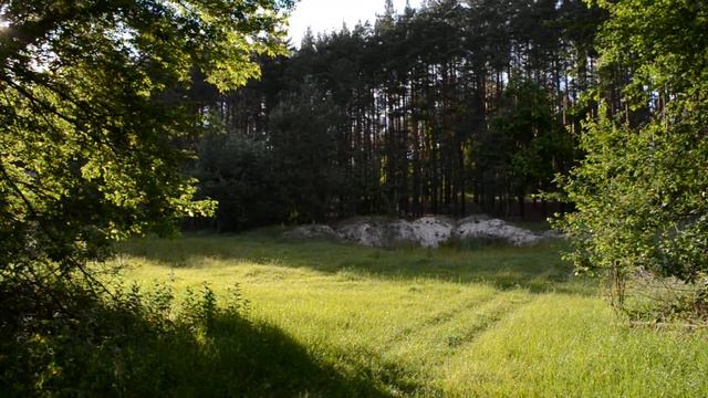 Ліс між селищем Борова та селом Скрипки.