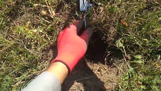 ?Як зловити крота на своїй ділянці за 30 хвилин? How to catch a mole. molecatcher