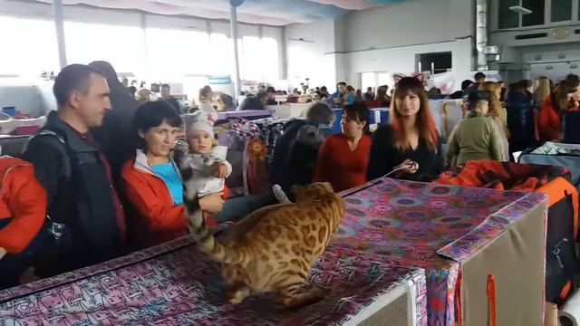 Выставка кошек г.Хмельницк 27-28октября 2018 г