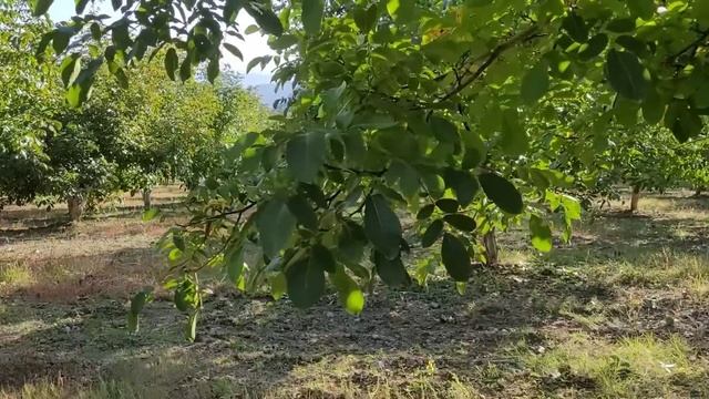 246- Ceviz Hasadındayız. Verim Geçen Yılın 3 Katı... Denizli,Bozkurt, Inceler,  Rakım 1400