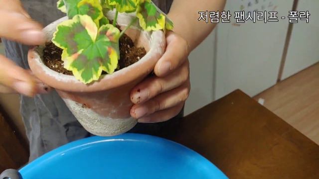 저렴한 팬시리프 - 폴락ㅣPollock - Cheap Fancy Leaved Pelargonium