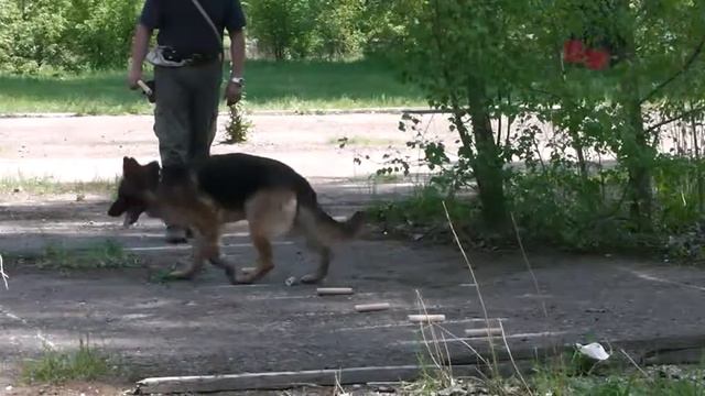 Сюзи-ЗКС_Выборка.avi