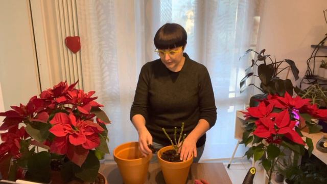 Potatura E Rinvaso Stella Di Natale (più Un Trucchetto Finale)