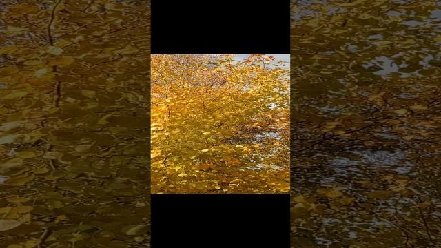 золото Осени