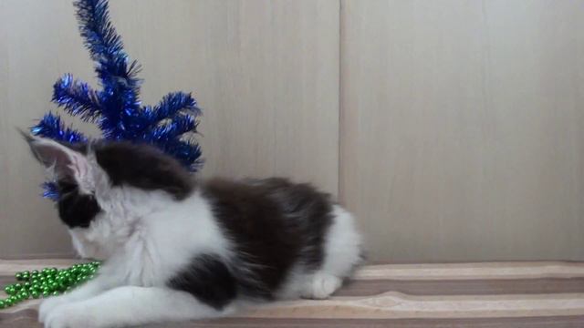 Элвис Пресли, котенок Мейн-кун