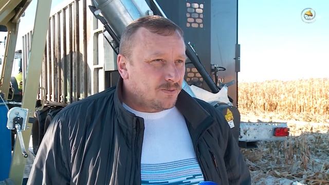 В Тюменских молочных фермах закладывают корнаж