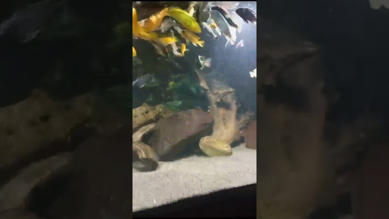 Еще малавийцы Дениса Л. Многорыбы))) #aquariumshow #aquarium #aqua