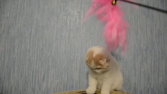 шотландские вислоухие котята Tender-best