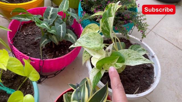 Shade Loving Hanging Basket Plant| Best Permanent Plants For Basket | Hanging  Plants Shopping Haul