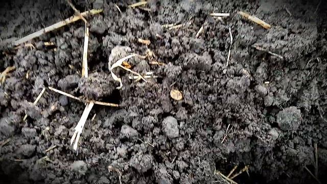 Хозяйка старого дома-коп-поиск клада