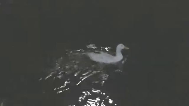 Bc4b8d0ac9c3e46d5c14111cb3f78722