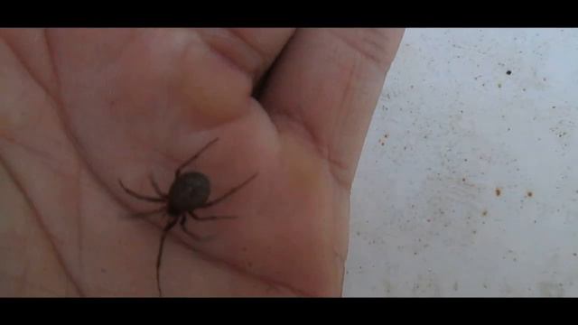 Spiders in my Hand - Пауки на руке