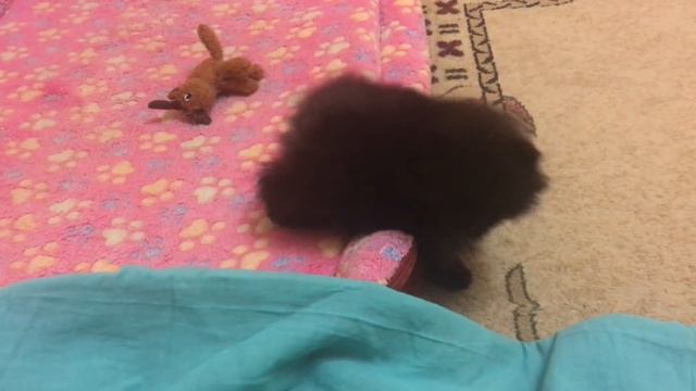 VLOG-Будни с собаками,Прививка у Синди,Прогулки/Отношения в стае