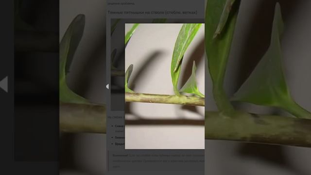 Почему у замиокулькаса темные пятна на стволе?