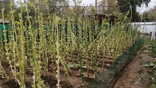 Табак в подмосковье. Сбор листа закончен. 2 октября 2022 г.