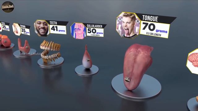 Какой самый большой орган в нашем теле?