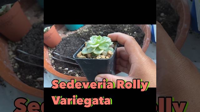 Succulent Talk- Plants  From Rustic Fig Succulent & Co Nursery