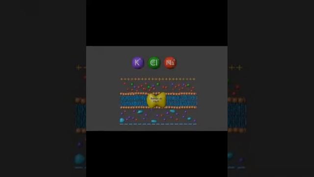 Transporte Transmembrana - Transporte Ativo - Bomba De Na/K