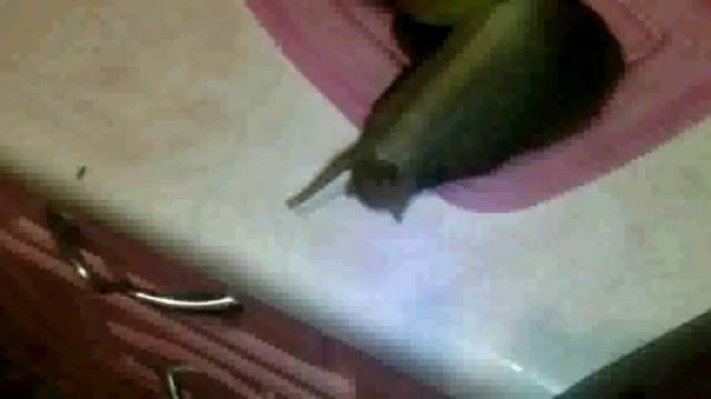 Уход за улиткой Ахатиной???# Кристина КУЗНЕЦОВА