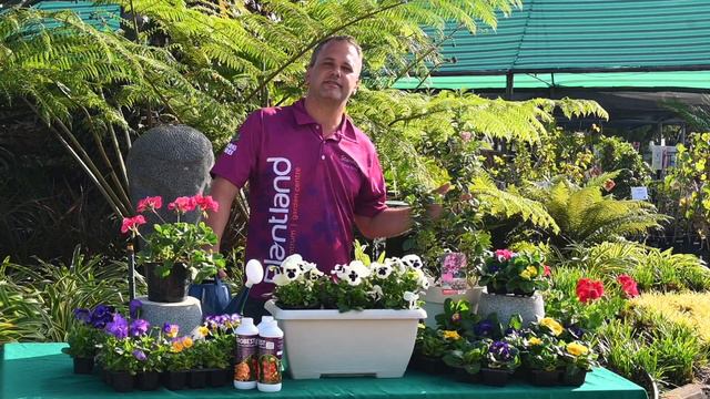 Gardening Guru: Winter Flowering Shrubs