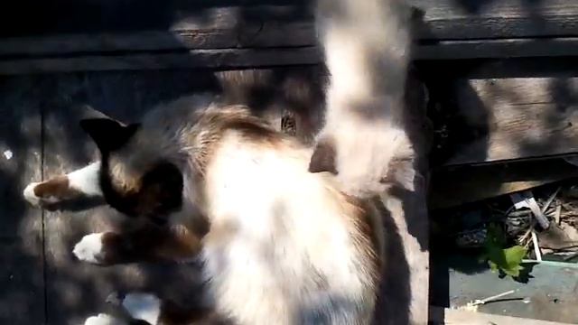 Первая прогулка котенка породы сноушу по имени Твороженка